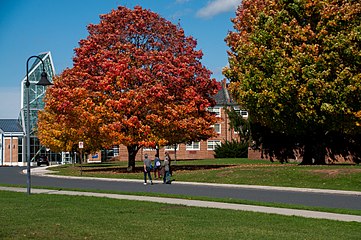 Fall on campus brings many colors.