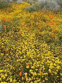Goldfields (with a few California poppies)