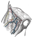 The great saphenous vein and its tributaries at the fossa ovalis.