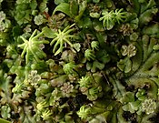 Marchantia polymorpha, with antheridial and archegonial stalks.