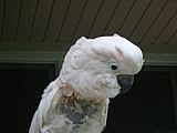 Feather-plucking in a Moluccan cockatoo