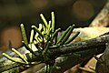 Gnetum latifolium staminate/male cones