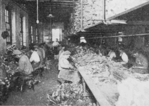Ein tüchtiger amerikanischer Arbeiter kämmte pro Tag den Schmutz aus 1200 Kaninfellen (1916)