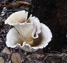 Um cogumelo com forma de funil crescendo na base de uma árvore.