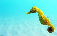 Seahorses rely on stealth to ambush small prey such as copepods. They use pivot feeding to catch the copepod, which involves rotating their snout at high speed and then sucking in the copepod.[29][30]