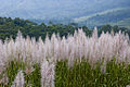 Flowers of sugarcane