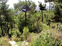 Eastern Mediterranean conifer-sclerophyllous-broadleaf forests, an evergreen sclerophyllous woodland