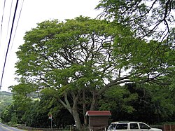 Mark Twain درخت باران tree