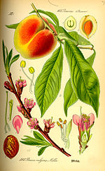 Thumbnail for Peach