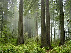 Redwoodi rahvuspark