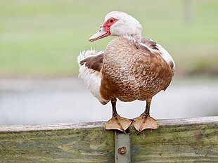 Domestic Muscovy duck