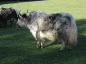 Domestic yak with Bluetongue disease - tongue is visibly swollen and cyanotic.