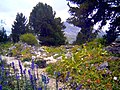 Thumbnail for Alpine garden