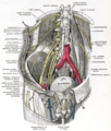 Deep and superficial dissection of the lumbar plexus