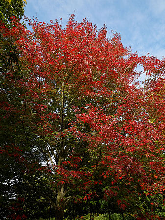 Photo of 'Acer rubrum', 11 October 2015 in London (The Beale Arboretum)