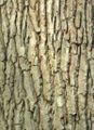 The bark of an oak tree