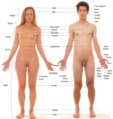 Photograph of an adult male human, with an adult female for comparison. The pubic hair of both models is removed.