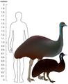 Relatiewe hoogte van die mens, die Australiese emoe en die koningeiland-emoe.