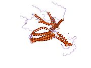 1owa: Solution Structural Studies on Human Erythrocyte Alpha Spectrin N Terminal Tetramerization Domain