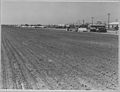 Potato farm in Edison, 1940