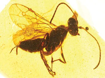 Hymenoptera such as this Iberomaimetsha from the Early Cretaceous, around 100 million years ago.