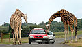 Giraffes being fed by visitors in the West Midlands Safari Park.