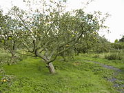 A community apple orchard originally planted for productive use during the 1920s, in Westcliff on Sea (Essex, England)