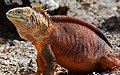 Iguana terrestre de los Galápagos (Conolophus)