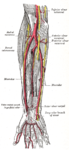 Ulnar and radial arteries. Deep view.