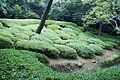 Ōkarikomi; obrezano grmovje v vrtu Ricurin