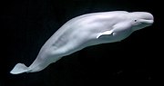 Thumbnail for Beluga whale