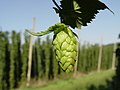 Image 26Hop cone grown in a hop field, Hallertau, Germany (from Brewing)