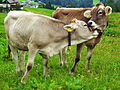 Image 17Cattle on a pasture in Austria (from Livestock)
