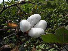 Cotton By Hrushikesh Kulkarni.jpg