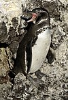 Galapaga pingveno