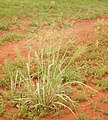 Image 20Native millet, Panicum decompositum, was planted and harvested by Indigenous Australians in eastern central Australia. (from History of agriculture)