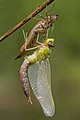Image 37Ecdysis: a dragonfly has emerged from its dry exuviae and is expanding its wings. Like other arthropods, its body is divided into segments. (from Animal)