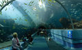 The "Ocean Voyager Tunnel" at Georgia Aquarium, Atlanta.