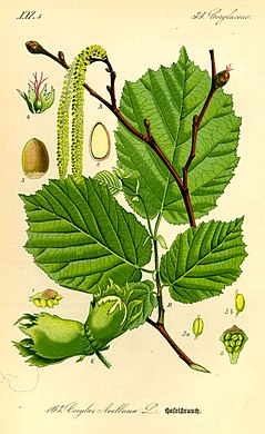 Fòie, fiùr e fröcc de Corylus avellan