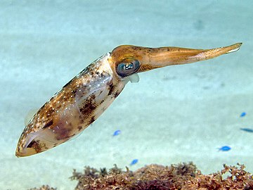 Caribbean reef squid hovering just above seafloor
