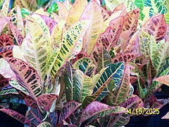 Croton - Codiaeum variegatum 'Petra'