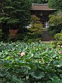 Lotus pond at Enjo-ji, a Heian period paradise garden (12th century)
