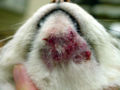 Thumbnail for Feline acne