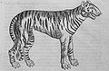Representacion d'un tigre al sègle XVI.