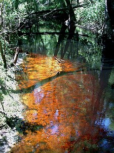 A blackwater stream