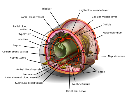Internal anatomy of a segment of an annelid