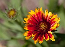 Flower, Common Perenial Gaillardia -Arizona Sun- Flipped - nekonomania