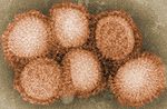 Thumbnail for Influenza A virus subtype H7N4