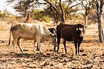 Thumbnail for Agriculture in Namibia
