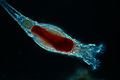 Image 8 Rotifers Credit: Frank Fox The rotifers (/ˈroʊtɪfərz/, from the Latin rota, "wheel", and -fer, "bearing"), commonly called wheel animals or wheel animalcules, make up a phylum (Rotifera /roʊˈtɪfərə/) of microscopic and near-microscopic pseudocoelomate animals. (Full article...) More selected pictures